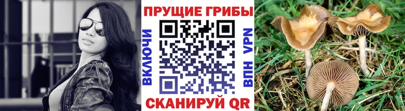 Купить Краснознаменск Галлюциногенные грибы Cubensis